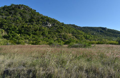 Urochloa mutica