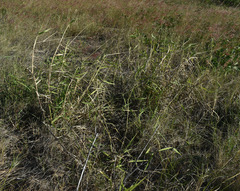 Urochloa mutica