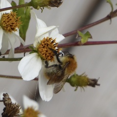 Bombus pascuorum