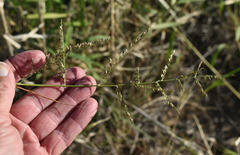 Urochloa mutica