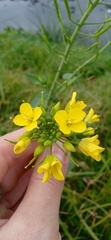 Brassica napus