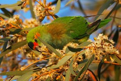 Parvipsitta porphyrocephala