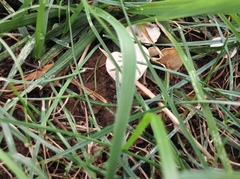 Clitocybe dealbata