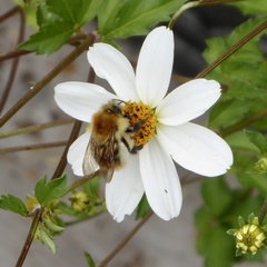 Bombus pascuorum