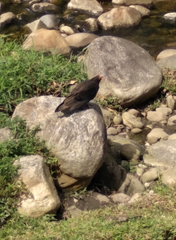 Cathartes burrovianus