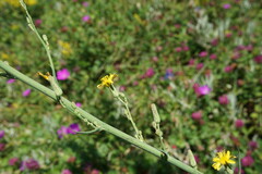 Lactuca quercina