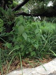 Corchoropsis crenata hupehensis