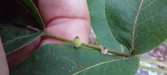 Caryomyia