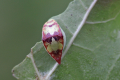 Prolimacodes badia