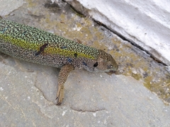 Lacerta citrovittata