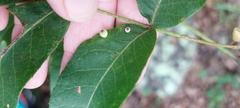 Caryomyia