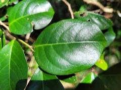 Glochidion rubrum