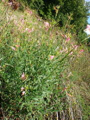Gaura