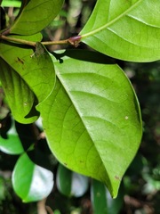 Glochidion rubrum