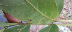 Caryomyia