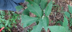 Caryomyia