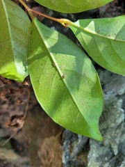 Glochidion rubrum