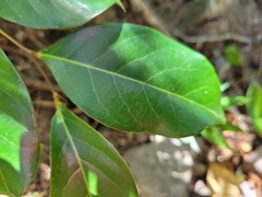 Glochidion rubrum