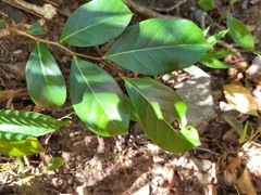 Glochidion rubrum