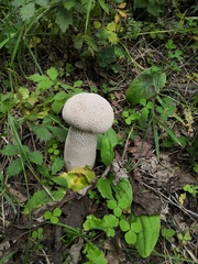 Lycoperdon excipuliforme