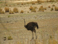 Struthio camelus australis