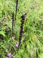 Pedicularis incarnata