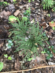 Dendrolycopodium