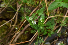 Stellaria aquatica