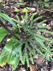 Dendrolycopodium
