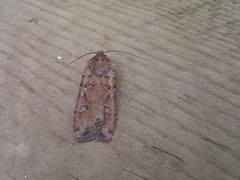 Euxoa ochrogaster