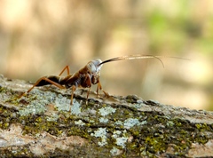 Mantoida maya