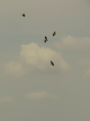 Pelecanus onocrotalus