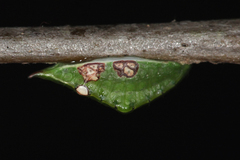 Prolimacodes badia