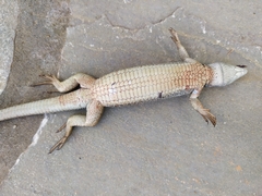 Lacerta citrovittata
