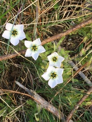 Drosera zeyheri