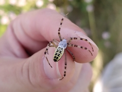 Argiope bruennichi