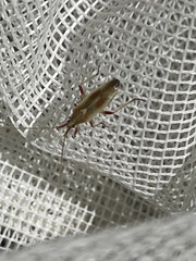 Stenodema trispinosum