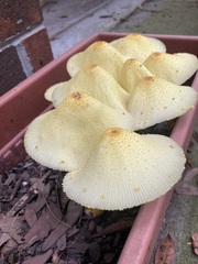 Leucocoprinus birnbaumii