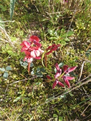Indigofera procumbens
