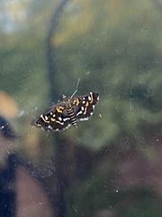 Diathrausta harlequinalis