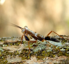 Mantoida maya