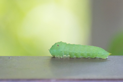 Graphium agamemnon