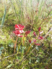 Indigofera procumbens