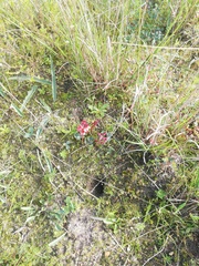 Indigofera procumbens