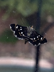 Diathrausta harlequinalis