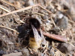 Bombus wurflenii