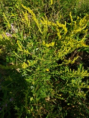 Solidago