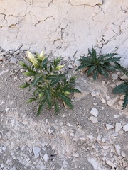 Mentzelia decapetala