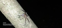 Lycosoidea