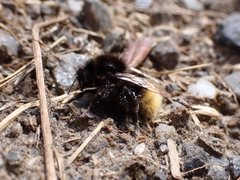 Bombus wurflenii